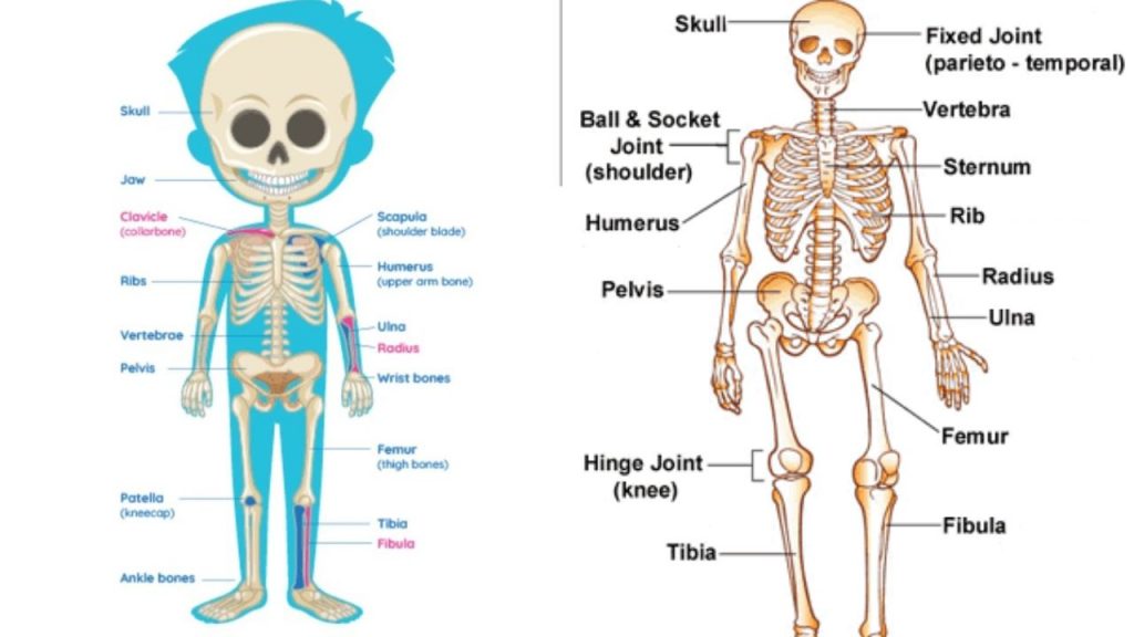 22-how-many-bones-do-kids-have-quick-guide