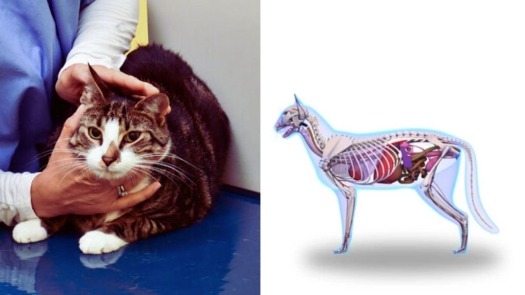 22 how big is a cat’s heart Full Guide